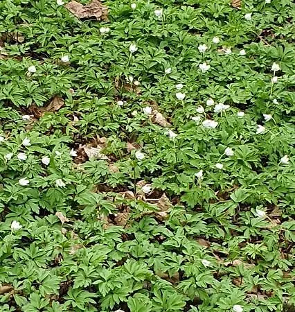 Apartament Aim Lesny Zakatek F8 *