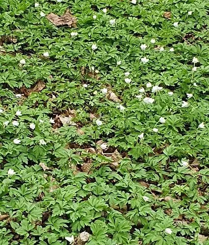 Apartmán Aim Lesny Zakatek F8 *