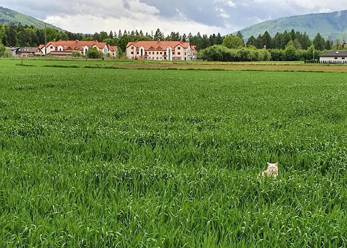 Aim Lesny Zakatek F8 *