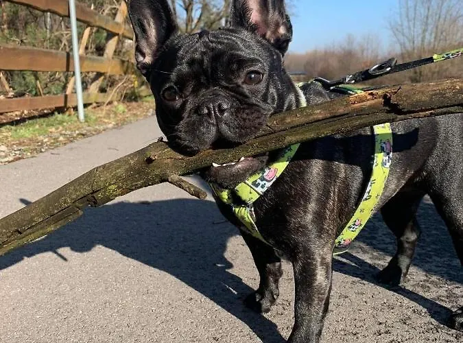 Aim Lesny Zakatek F8 Apartmán